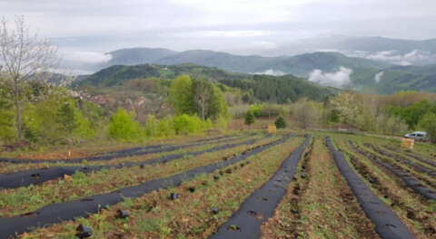 Bursa'da yaban mersini yetiştiriciliği yaygınlaşıyor