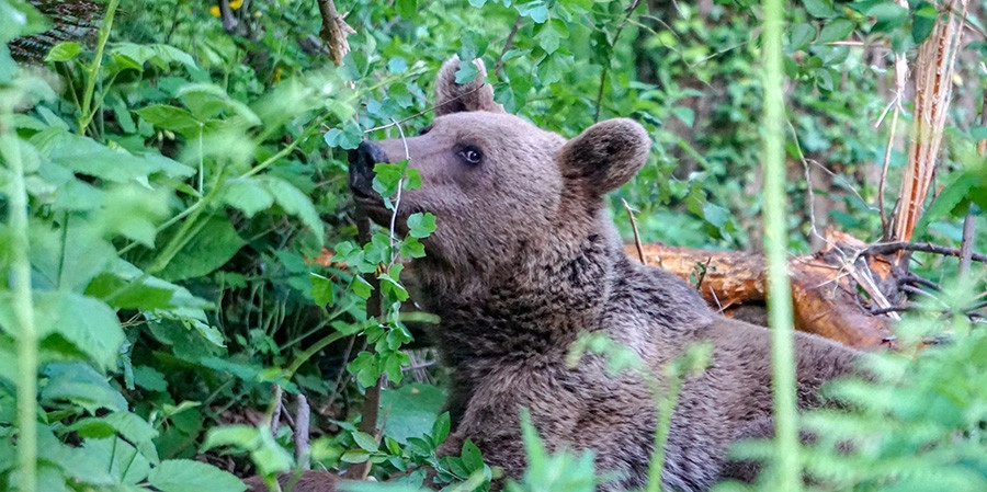 Domuzlar için kurulan tuzağa ayı yakalandı