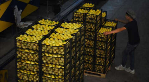 Bakanlık 10 bin ton limon ihracatına izin verdi
