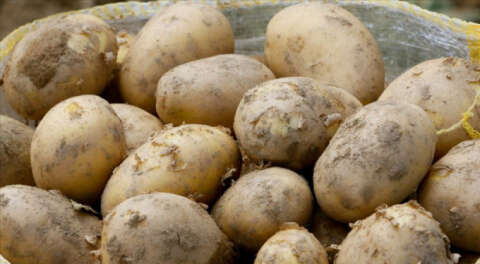 Limondan sonra 50 bin ton patates ihracatına izin