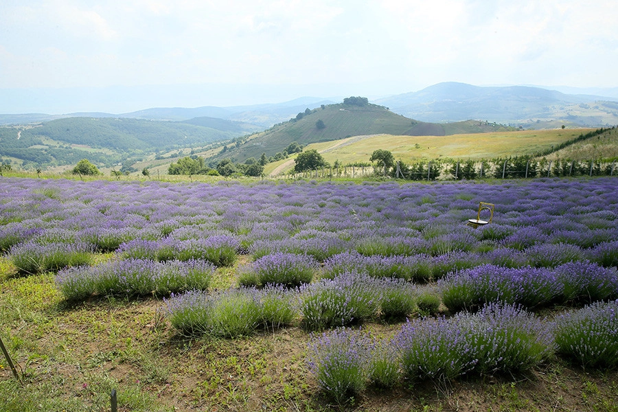 Doğa ve sanatın içiçe geçtiği lavanta parkı