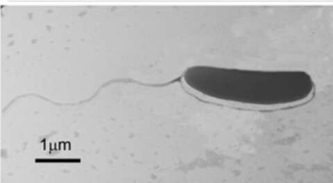 BUÜ'lü akademisyenler yeni bir bakteri türü keşfetti