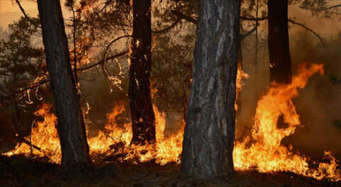 Artan orman yangınlarına karşı yeni tedbirler