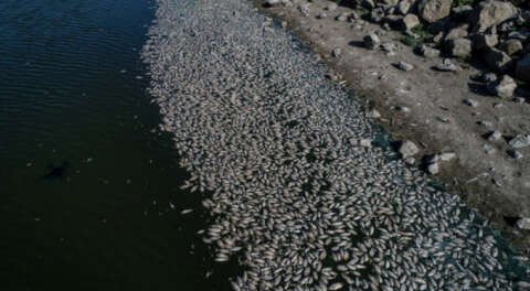 Bursa'da gölet kurudu balıklar telef oldu