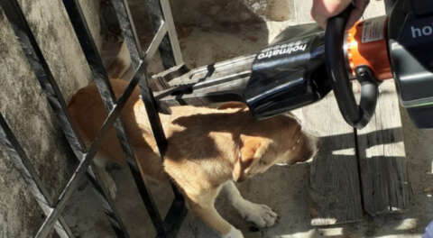 Demir kapıya sıkışan köpeğin zor anları