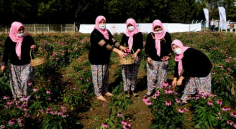 Bursalı kadın çiftçiler ekinezya yetiştirmeye başladı