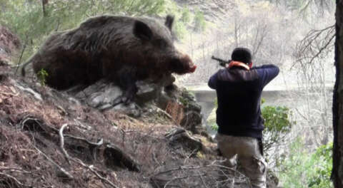 Bursa'da domuz avında yine kahreden olay