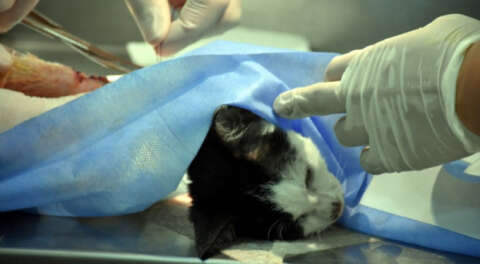 Klinikte sokak hayvanlarına ücretsiz tedavi