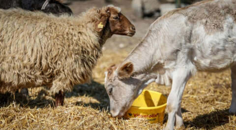 Bursa'da can dostların sevgi dolu sığınağı; Emekli Hayvanlar Çiftliği