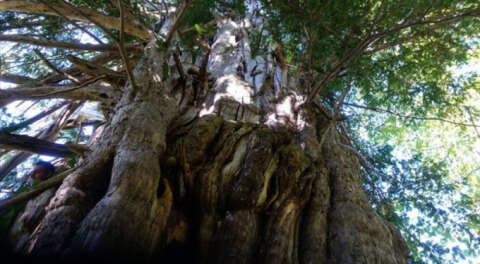 Artvin'de 1200 yıllık porsuk ağacı korumaya alındı