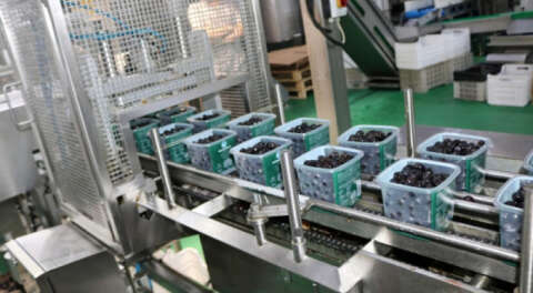 Marmarabirlik'ten 75 bin ton rekolte beklentisi