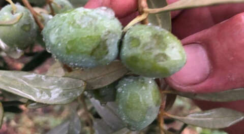 Gemlik Belediyesi'nden zeytin üreticilerine destek