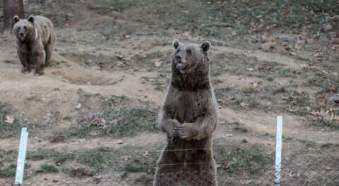 Bursa Ovakorusu'ndaki ayılar kışa hazırlanıyor
