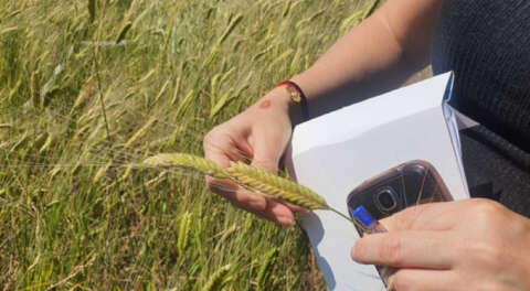 Buğdayın atası siyez Bursa'da üretilmeye başlandı