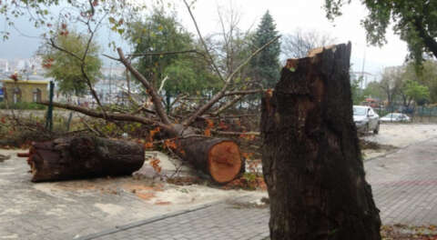 Gemlik'te çınar ağacına yıldırım düştü