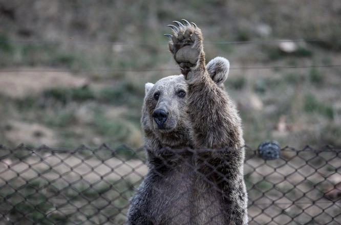 Ayılara kış uykusu öncesi özel bakım