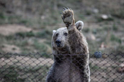 Ayılara kış uykusu öncesi özel bakım