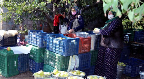 Bursa'da deveci armudu hasadı başladı