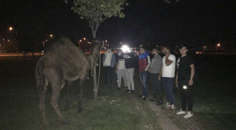 Bursa'da deveye eziyet eden iki kişi gözaltına alındı
