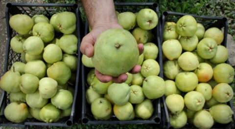 Coğrafi işaretli deveci armudunda bolluk yılı