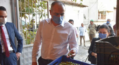 Gemlik Belediyesi zeytinciye ödemelere başladı