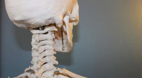 Bilim insanları kafatasında yeni bir organ buldu