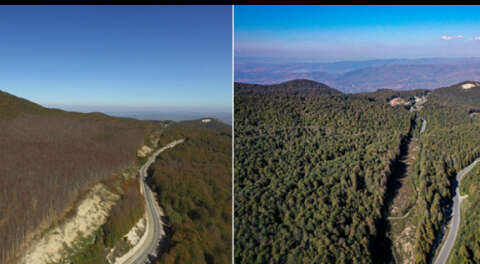 Kayın ormanı tırtıl istilasından böyle kurtarıldı