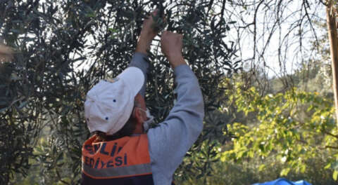 Gemlik Belediyesi'nden parklarda zeytin seferberliği