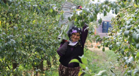İnegöl'de deveci armudunun hasadı başladı