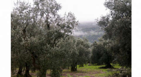 İznik'te zeytin ağacından düşen kişi öldü