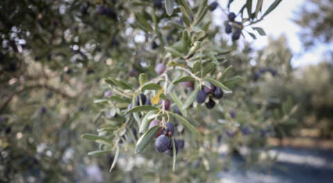 Bursa'da zeytin hasadına başlandı