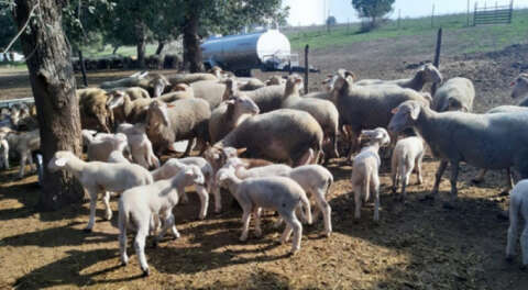Karacabey'de 13 koyun telef oldu; Nedeni araştırılıyor