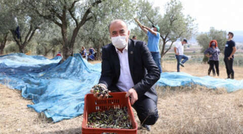 Mudanya Belediyesi dolu vuran zeytinleri aldı