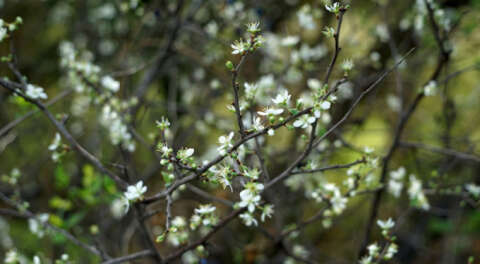 İklimler bozuldu, mevsimler tersine döndü