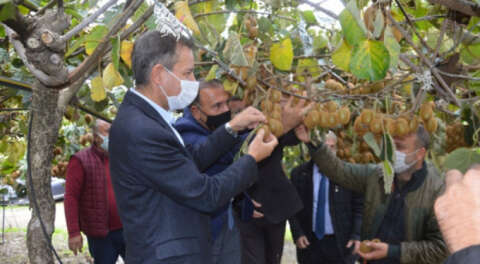 Orhangazi'de kivi bahçelerinde hasada başlandı