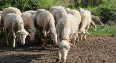 İnegöl'ün kıvırcık koyunlarından ekonomiye katkı