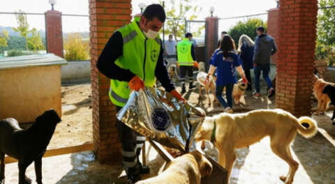 Bursa'dan İzmir'deki can dostlara 7 ton mama