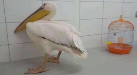 Avcıların vurduğu pelikan tedaviye alındı