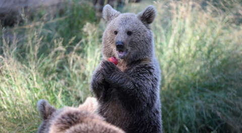 Yavru boz ayılar Ovakorusu'nun maskotu oldu