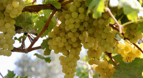 İznik'in 'Müşküle üzümü'nün üretimi artırılacak