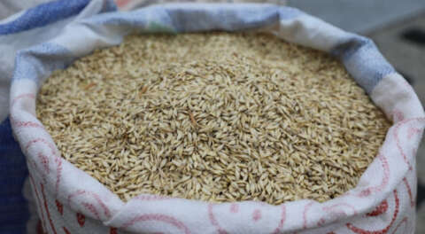 Belediyeden çiftçilere organik siyez buğday tohumu