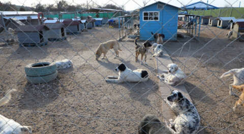 Bursa'da emekli hayvanlar ziyaretçilerini bekliyor