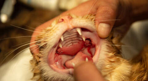Damağı yarılan kediye protez damak operasyonu