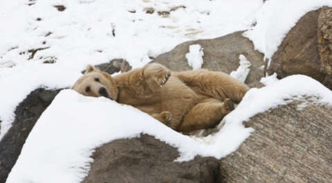 Bursa Hayvanat Bahçesi bir ay ziyarete kapalı