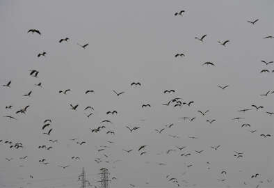 Leylekler akın akın kuzeye göç ediyor