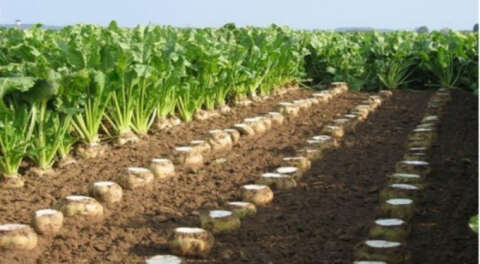 Şeker pancarının faydaları neler?