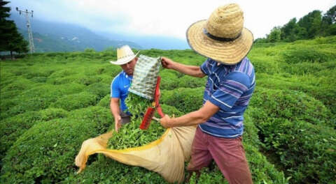 Orhan Sarıbal: Çay üreticisini mağdur etmeyin