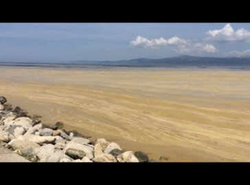 Gemlik Körfezi'nde kıyılar kahverengine dönüştü