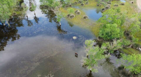Yeşilin binbir tonunun suya karıştığı güzellik; Karacabey Longozu