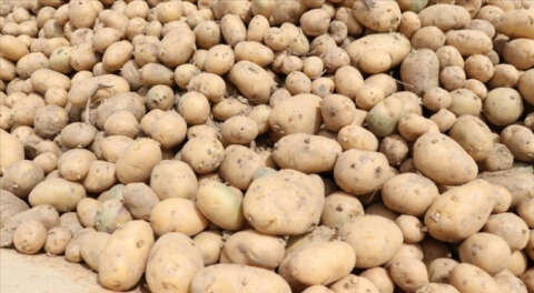 Mayısta fiyatı en fazla artan ürün patates oldu